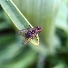 Aphyssura