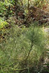 Notobubon tenuifolium