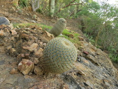 Mammillaria flavicentra