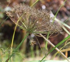 Notobubon tenuifolium