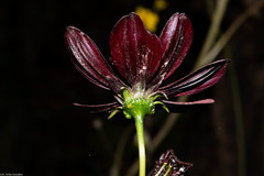 Cosmos concolor
