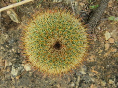 Mammillaria flavicentra