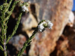 Erica fimbriata