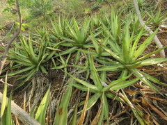 Agave angustiarum