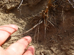 Lichtensteinia obscura