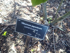 Viburnum japonicum