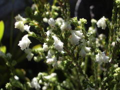 Erica fimbriata