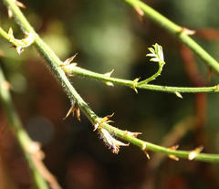 Psoralea odoratissima