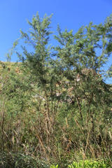 Psoralea odoratissima