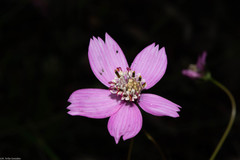 Cosmos ochroleucoflorus