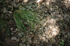 Achnatherum bromoides