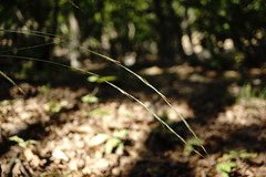 Achnatherum bromoides