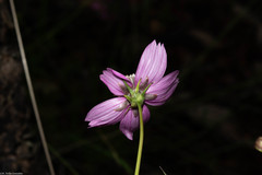 Cosmos ochroleucoflorus