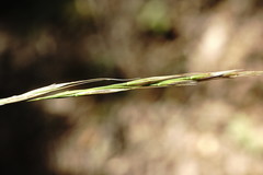 Achnatherum bromoides