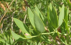 Notobubon laevigatum