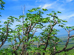 Cnidoscolus liebmannii