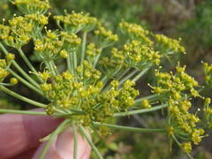 Notobubon laevigatum