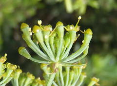 Notobubon laevigatum
