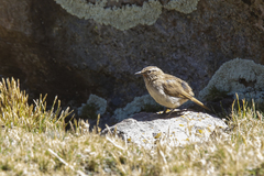 Asthenes humilis