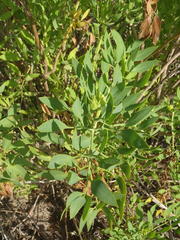 Notobubon laevigatum