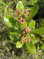 Searsia lucida lucida