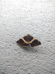 Bastilla fulvotaenia