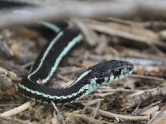 Common Garter Snake photo 3