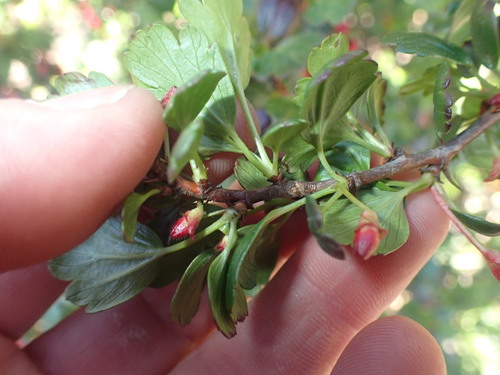 Fuchsia-flowered Gooseberry seedling