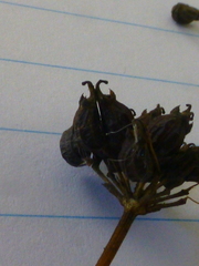 Lichtensteinia obscura