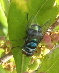 Chrysomya chloropyga