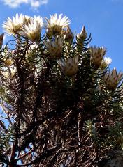 Helichrysum argyrolepis