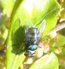 Chrysomya chloropyga