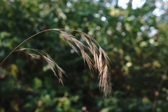 Bromus benekenii