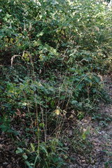 Bromus benekenii