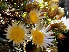 Helichrysum argyrolepis