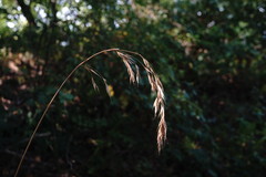 Bromus benekenii