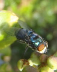 Chrysomya chloropyga