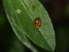 Cassida obtusata