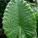 Giant Taro - Photo (c) Denish C, some rights reserved (CC BY-NC-ND)