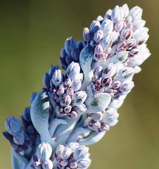 Kalanchoe thyrsiflora