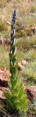 Kalanchoe thyrsiflora
