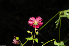 Geranium trolliifolium