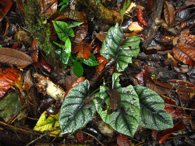 Alocasia reginae