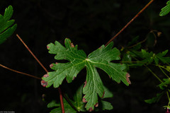 Geranium trolliifolium