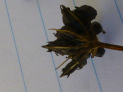 Lichtensteinia obscura