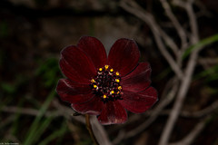 Cosmos concolor