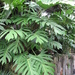 Philodendron pinnatifidum - Photo Chhe, sin restricciones conocidas de derechos (dominio público)