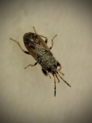 Megalonotus sabulicola