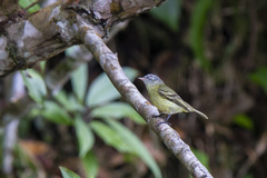 Zimmerius cinereicapilla