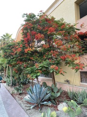 Delonix regia